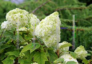 Picture of Hydrangea quercifolia 'Brother Edward (Gatsby Moon)'