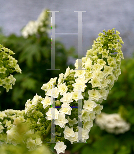 Picture of Hydrangea quercifolia 'Doughill (Gatsby Star)'