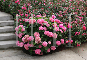 Picture of Hydrangea macrophylla 'Berner (Let's Dance Big Easy)'