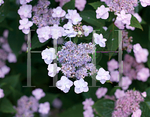 Picture of Hydrangea serrata 'MAKD (Tiny Tuff Stuff)'