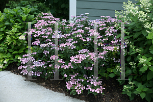 Picture of Hydrangea serrata 'MAKD (Tiny Tuff Stuff)'