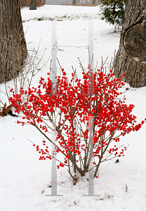 Picture of Ilex verticillata 'FarrowBPop (Berry Poppins)'