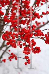 Picture of Ilex verticillata 'FarrowBPop (Berry Poppins)'