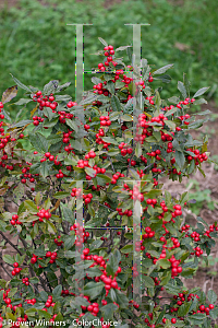 Picture of Ilex verticillata 'NCIV1 (Little Goblin)'