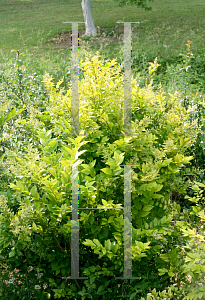 Picture of Ligustrum x vicaryi 'NCLX1 (Golden Ticket)'