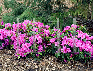 Picture of Rhododendron (subgenus Azalea) 'RLH1-4P19 (Bloom-A-Thon Lavender)'