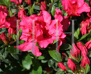 Picture of Rhododendron (subgenus Azalea) 'RLH1-2P8 (Bloom-A-Thon Red)'