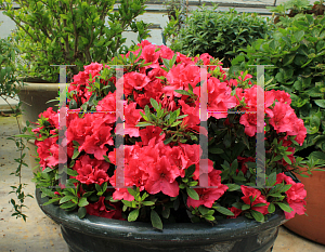 Picture of Rhododendron (subgenus Azalea) 'RLH1-2P8 (Bloom-A-Thon Red)'