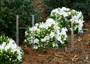 Picture of Rhododendron (subgenus Azalea) 'RLH1-3P3 (Bloom-A-Thon White)'