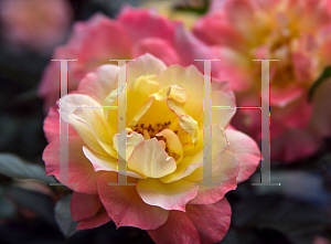Picture of Rosa  'Chewnicebell (Oso Easy Italian Ice)'