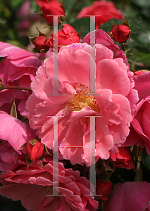 Picture of Rosa  'ChewAllBell (Oso Easy Pink Cupcake'