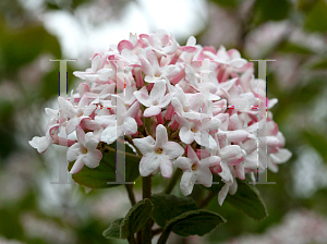 Picture of Viburnum carlesii 'Spiro (Spice Girl)'