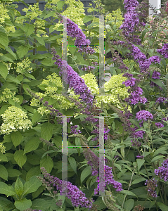 Picture of Buddleia davidii 'Peakeep (English Butterfly Peacock)'