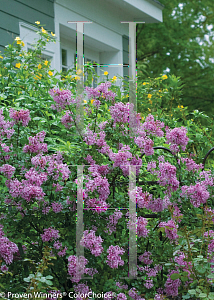 Picture of Syringa x 'Penda (Bloomerang Purple)'