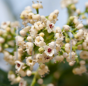 Picture of Viburnum  'Le Bois Marquis (Handsome Devil'