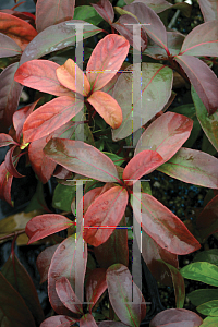 Picture of Viburnum  'Le Bois Marquis (Handsome Devil'