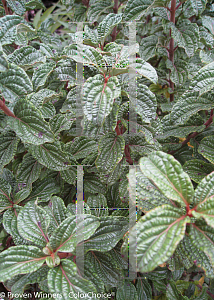 Picture of Cornus stolonifera 'Neil Z (Pucker Up!)'