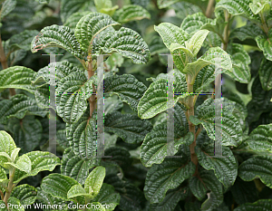 Picture of Cornus stolonifera 'Neil Z (Pucker Up!)'