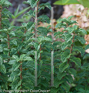 Picture of Cornus stolonifera 'Neil Z (Pucker Up!)'