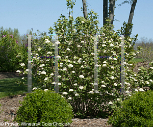 Picture of Viburnum  'Redell( Red Balloon)'