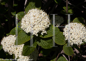 Picture of Viburnum  'Redell( Red Balloon)'