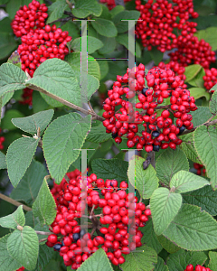 Picture of Viburnum  'Redell( Red Balloon)'