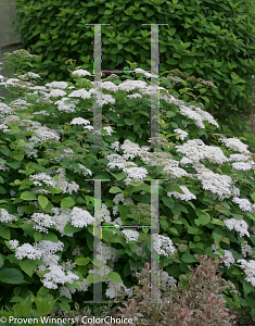 Picture of Spiraea media 'Darsnorm(Snow Storm)'