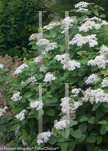 Picture of Spiraea media 'Darsnorm(Snow Storm)'