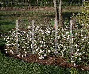 Picture of Viburnum carlesii 'SMVCB (Spice Baby)'