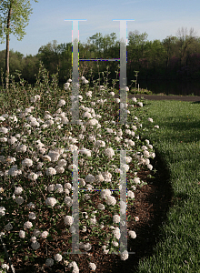 Picture of Viburnum carlesii 'SMVCB (Spice Baby)'