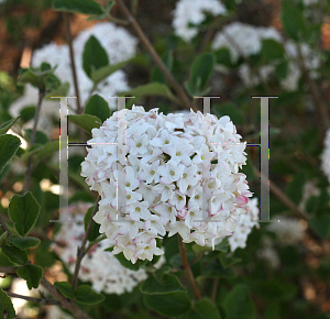 Picture of Viburnum carlesii 'SMVCB (Spice Baby)'