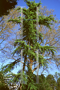 Picture of Cedrus deodara 'Aurea Pendula'