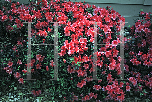 Picture of Rhododendron (subgenus Azalea) 'Fashion'
