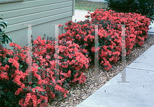 Picture of Rhododendron (subgenus Azalea) 'Fashion'