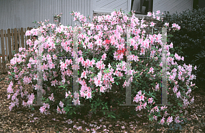 Picture of Rhododendron (subgenus Azalea) 'George L. Taber'