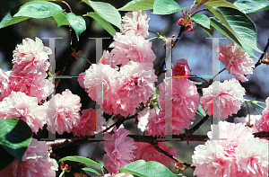 Picture of Prunus serrulata 'Kwanzan'