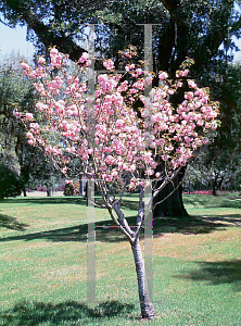 Picture of Prunus serrulata 'Kwanzan'