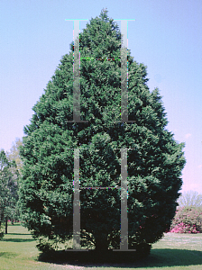 Picture of X Cupressocyparis leylandii 