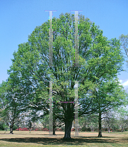 Picture of Quercus phellos 