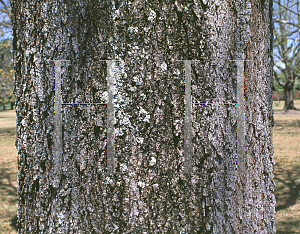 Picture of Quercus velutina 