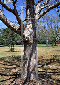 Picture of Quercus michauxii 