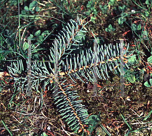 Picture of Picea asperata 