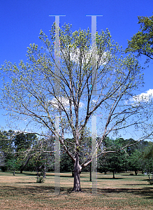 Picture of Quercus michauxii 