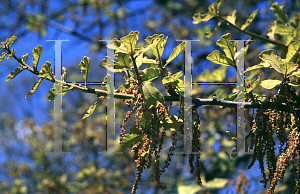 Picture of Quercus marilandica 