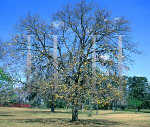 Picture of Quercus marilandica 