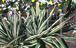 Picture of Yucca filamentosa 'Variegata'