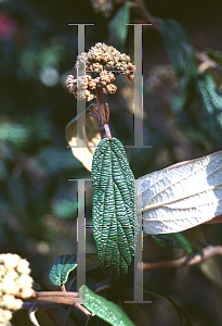 Picture of Viburnum rhytidophyllum 