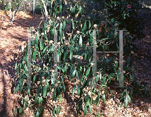 Picture of Viburnum rhytidophyllum 