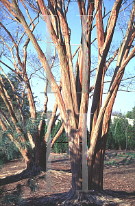 Picture of Lagerstroemia fauriei 'Fantasy'