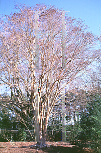 Picture of Lagerstroemia fauriei 'Fantasy'